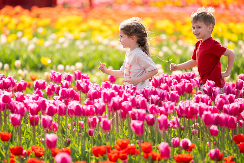 Tulip Fest 2026 - ANYTIME Ticket